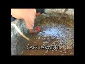 Cosa è il caffè lavato?
