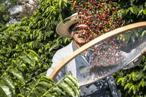Come viene raccolta il caffè?
